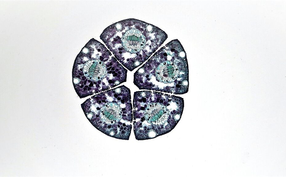 stem cells for ed recovery