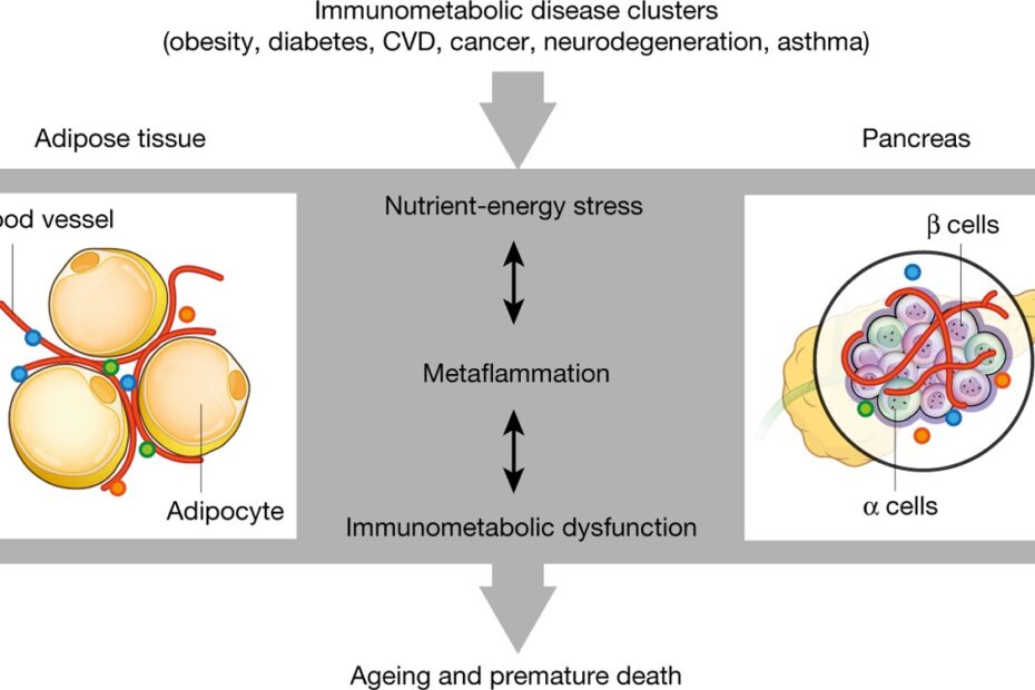 Metabolic Inflammation?