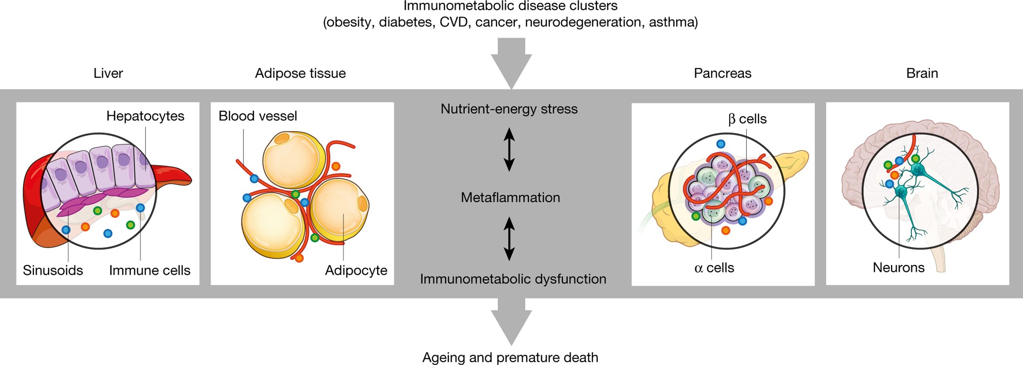 Metabolic Inflammation?